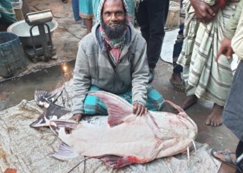 অর্ধ লাখে বিক্রি পদ্মায় ধরা পড়া ৪৪ কেজির বাঘাইর