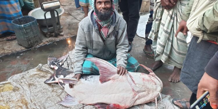 অর্ধ লাখে বিক্রি পদ্মায় ধরা পড়া ৪৪ কেজির বাঘাইর