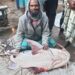 অর্ধ লাখে বিক্রি পদ্মায় ধরা পড়া ৪৪ কেজির বাঘাইর