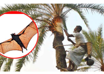 নিপাহ ভাইরাস : ঝুঁকি এড়াবেন যেভাবে