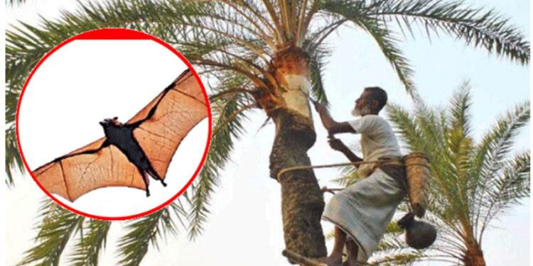 নিপাহ ভাইরাস : ঝুঁকি এড়াবেন যেভাবে