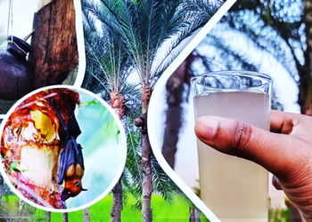 খেজুরের রস : কতটা উপকারী কতটা ক্ষতিকর