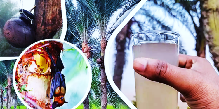 খেজুরের রস : কতটা উপকারী কতটা ক্ষতিকর