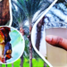 খেজুরের রস : কতটা উপকারী কতটা ক্ষতিকর