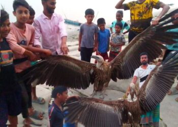পদ্মার চরে হিমালয়ান শকুন উদ্ধার