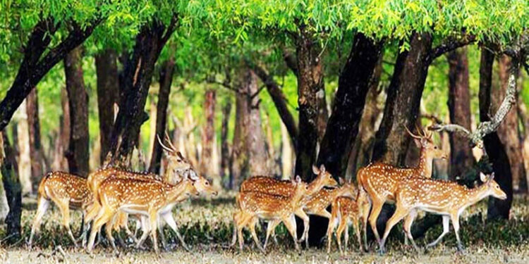 বন সংরক্ষণ বনাম উন্নয়ন