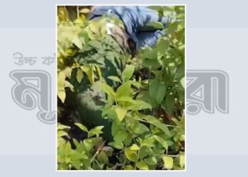 ঘাস কাটতে গিয়ে মিলল তরুণের অর্ধগলিত লাশ