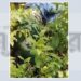 ঘাস কাটতে গিয়ে মিলল তরুণের অর্ধগলিত লাশ
