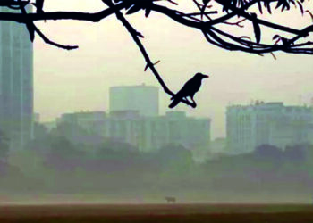 শহরাঞ্চলে কমে যাচ্ছে পাখির সংখ্যা
