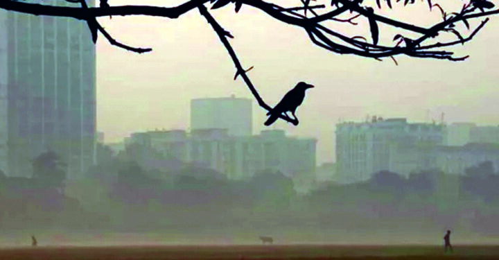 শহরাঞ্চলে কমে যাচ্ছে পাখির সংখ্যা