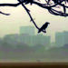 শহরাঞ্চলে কমে যাচ্ছে পাখির সংখ্যা