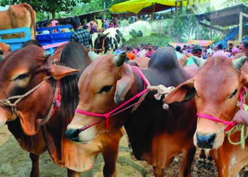 কোরবানি : পশু ক্রয় ও অন্যান্য করণীয়