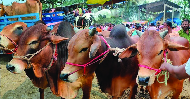 কোরবানি : পশু ক্রয় ও অন্যান্য করণীয়