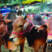 কোরবানি : পশু ক্রয় ও অন্যান্য করণীয়