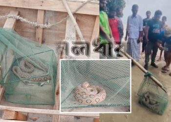 পদ্মার চরাঞ্চল থেকে রাসেল ভাইপার উদ্ধার