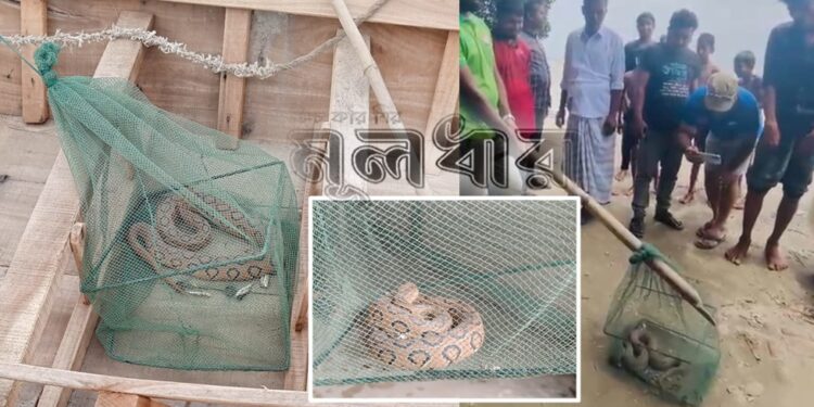 পদ্মার চরাঞ্চল থেকে রাসেল ভাইপার উদ্ধার