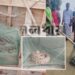 পদ্মার চরাঞ্চল থেকে রাসেল ভাইপার উদ্ধার