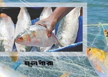আমরা কেন ইলিশ পাই না?