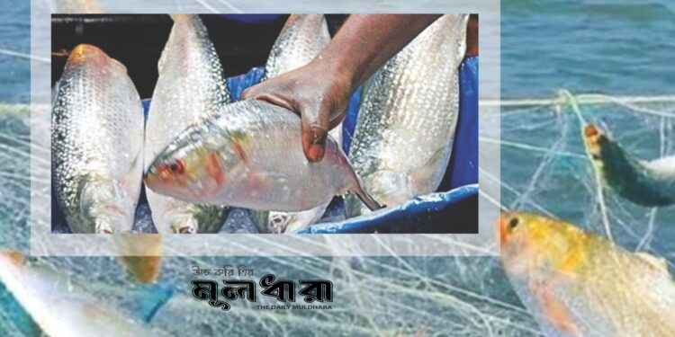 আমরা কেন ইলিশ পাই না?