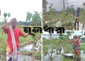 সিংগাইরে টানা বৃষ্টিতে পেঁপে চাষে ধস