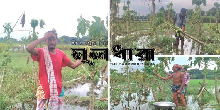 সিংগাইরে টানা বৃষ্টিতে পেঁপে চাষে ধস