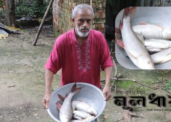 মাজারের পুকুরে বিষ দিয়ে মাছ লুট