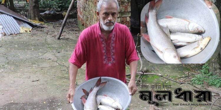 মাজারের পুকুরে বিষ দিয়ে মাছ লুট
