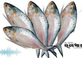 মা ইলিশ রক্ষায় আরো তৎপর হতে হবে