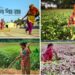 কৃষিতে নারী : অবদান আছে, স্বীকৃতি নেই