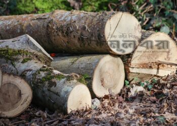 বন কমছে, সামনে যে বিপদ!