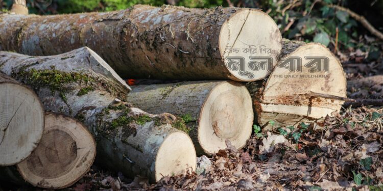 বন কমছে, সামনে যে বিপদ!