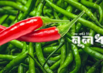 মরিচের দামে মধ্যস্বত্বের ঝাঁজ