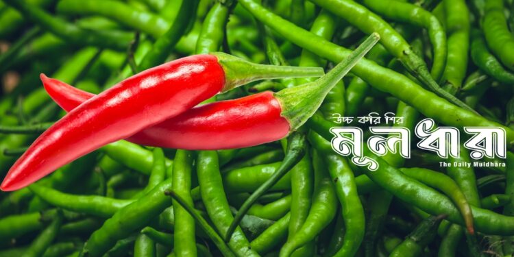 মরিচের দামে মধ্যস্বত্বের ঝাঁজ